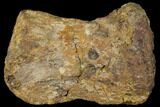 Hadrosaur (Edmontosaurus) Toe Bone with Bite Marks - Montana #129795-1